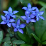 [좋은글] [좋은글] 【용담】