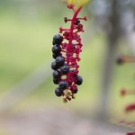 [좋은글] [좋은글] 【<b>미국</b>자리공】