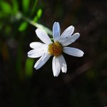 [좋은글] [좋은글] 【키큰산국】