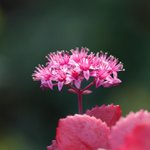 [좋은글] [좋은글] 【둥근잎꿩의비름】