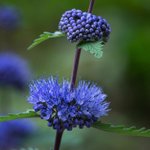 [좋은글] [좋은글] 【층꽃나무】