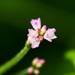 [좋은글] [좋은글] 【며느리밑씻개】