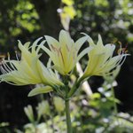 [좋은글] [좋은글] 【붉노랑<b>상사</b>화】