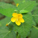 [좋은글] [좋은글] 【수까치깨】