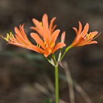 [좋은글] [좋은글] 【백양꽃】