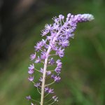 [좋은글] [좋은글] 【무릇】