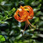 [좋은글] [좋은글] 【참나리】