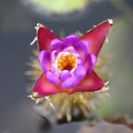 [좋은글] [좋은글] 【가시연꽃】