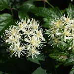 [좋은글] [좋은글] 【<b>사위</b>질빵】