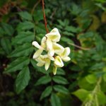 [좋은글] [좋은글] 【애기등】