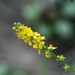 [좋은글] [좋은글] 【짚신나무】