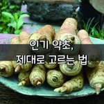 [좋은글] [좋은글] <b>인기</b> 약초, 제대로 고르는 법