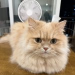 냥이<b>자랑</b>
