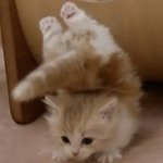 저거 <b>각성</b>햇네