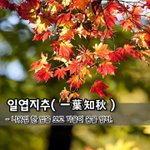 [좋은글] [좋은글] 일엽지추一葉知秋 - 나뭇잎 한 잎을 보고 가을이...