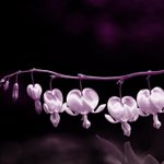 [좋은글] [좋은글] 심장을 지키는 8계명