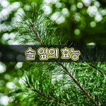 [좋은글] [좋은글] 솔 잎의 효능