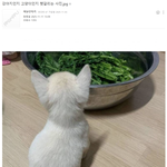 강아지인지 고양이인지 헷갈리는 사진