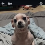 요즘 강아지중에<b>포도</b>가 젤귀여워