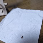 혐주의- 이 <b>벌레</b> 이름이 뭘까요?