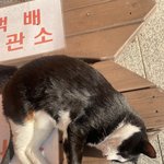 <b>모닝</b>고양이