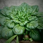 [좋은글] [좋은글] 버릴 것 없는 시금치