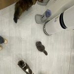 고양이<b>카페</b>와써