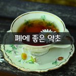 [좋은글] [좋은글] 폐에 좋은 약초