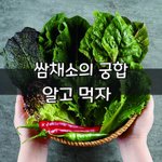 [좋은글] [좋은글] 쌈<b>채소</b>의 궁합 알고 먹자