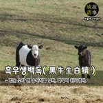 [좋은글] [좋은글] 흑우생백독黑牛生白犢 – 검은 소가 흰 송아지를...