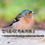 제비 참새와 기러기 고니. <b>소견</b> 좁은 사람이 큰 뜻 품은 사람을...