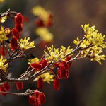 [좋은글] [좋은글] 기력을 보강해주는 <b>토종</b>약초