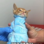 고양이가 미라가 된 이유