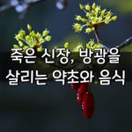 [좋은글] [좋은글] 죽은 신장, <b>방광</b>을 살리는 약초와 음식