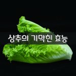 [좋은글] [좋은글] <b>상추</b>의 기막힌 효능