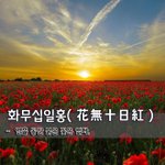 [좋은글] [좋은글] 화무십일홍花無十日紅 – <b>열흘</b> 동안 붉은 꽃은 없다.