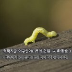 이구신야尺蠖之屈 以求信也 - <b>자벌레</b>가 몸을 굽히는 것은 다시 펴기...