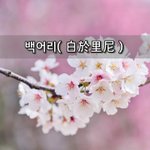 [좋은글] [좋은글]  백어리니白於里尼