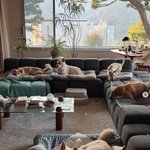 이효리이상순, 아늑한 60억 단독주택 <b>내부</b>…반려견들과 평온한 일상