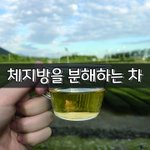 [좋은글] [좋은글] <b>체지방</b>을 분해하는 차