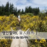 [좋은글] [좋은글] 맹인할마盲人瞎馬 - 장님이 한 눈 없는 말을...
