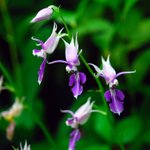 [좋은글] [좋은글] 【여름<b>새우</b>난초】