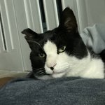 <b>무릎</b>냥이성공햇어