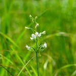 [좋은글] [좋은글] 【잠자리난초】