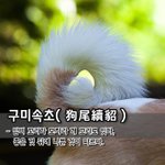 [좋은글] [좋은글] 구미속초狗尾續貂 - 담비 꼬리가 모자라 개...