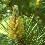 [좋은글] [좋은글] 솔잎의 놀라운 효능