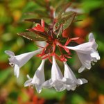 [좋은글] [좋은글] 【꽃댕강나무】