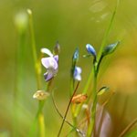 [좋은글] [좋은글] 【자주<b>땅</b>귀개】