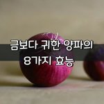 [좋은글] [좋은글] 금보다 귀한 양파의 8가지 효능
