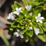 [좋은글] [좋은글] 【갯까치<b>수염</b>】